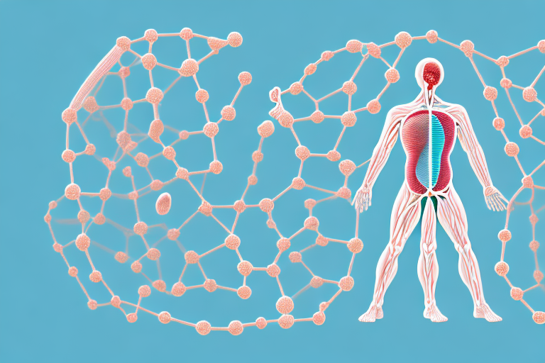 The Body's Protein Storage Mechanism: Explained