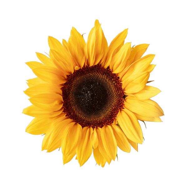 Sunflower lecithin